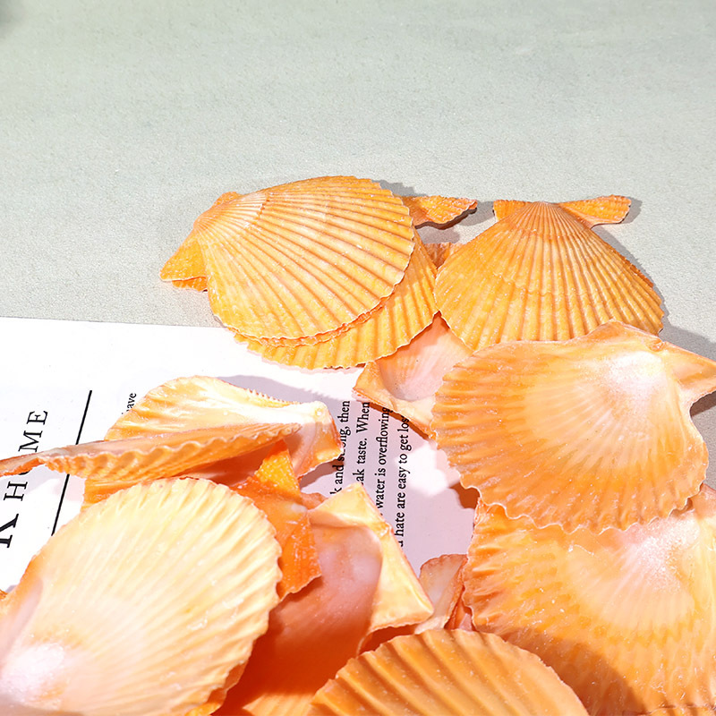 Meilleur coquille de pétoncle  - Marine Fish Tank avis et prix