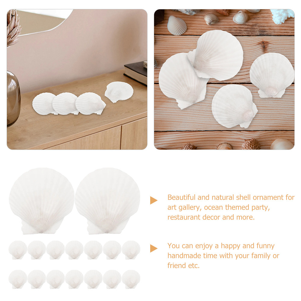 16 coquilles de moules naturel - Marine Aquarium avis et prix