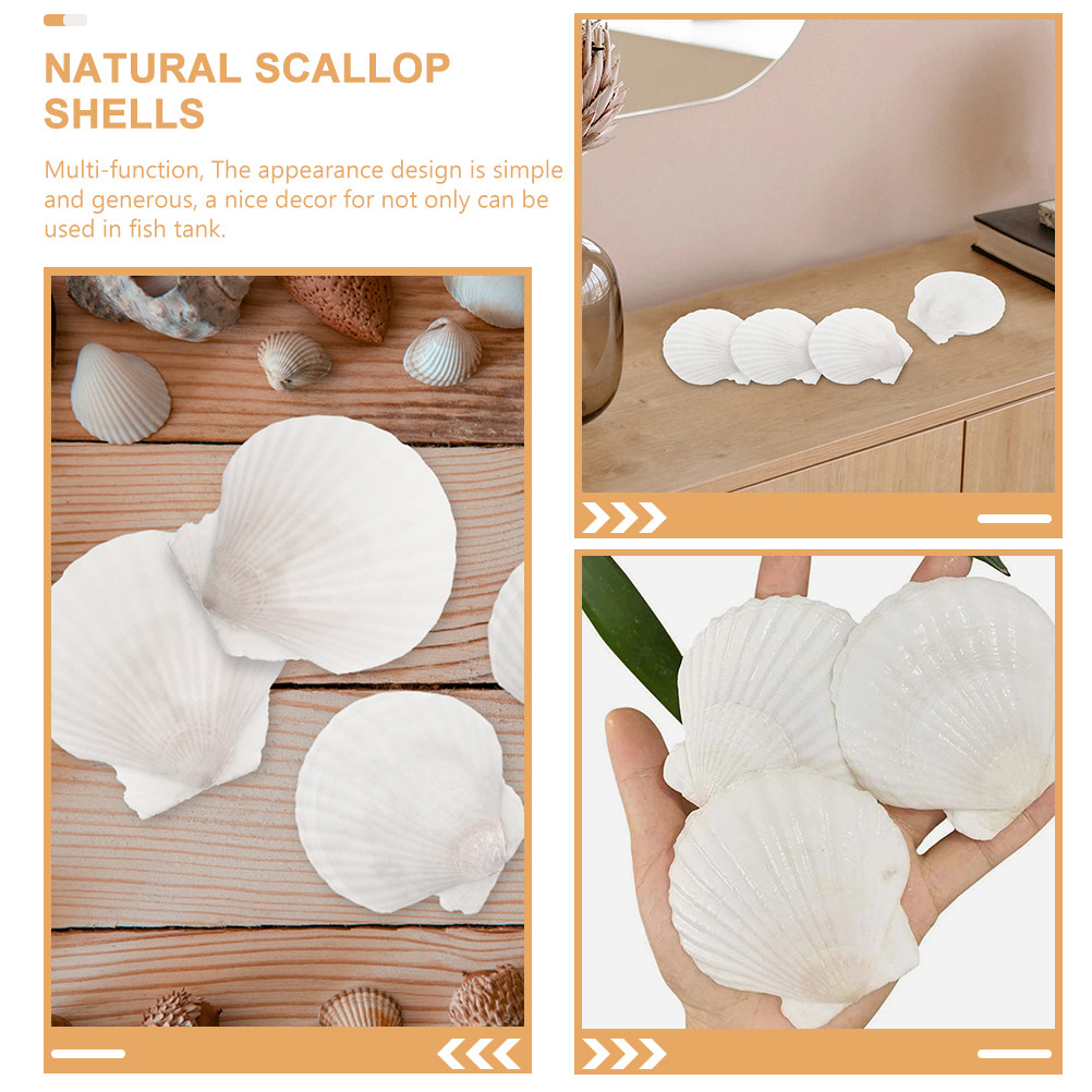16 coquilles de moules naturel - Marine Aquarium avis et prix